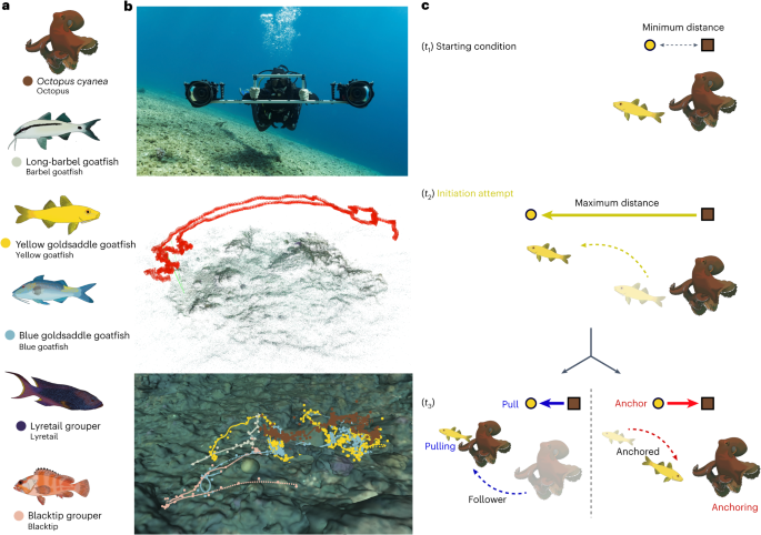 Multidimensional social influence drives leadership and composition-dependent success in octopus–fish hunting groups