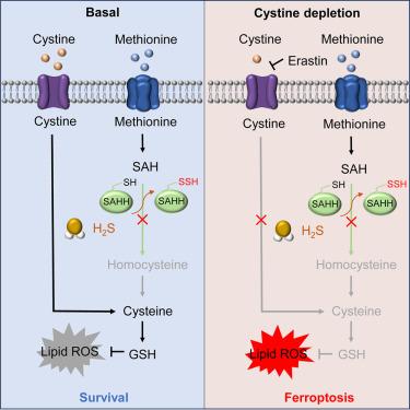 Hydrogen sulfide-mediated persulfidation regulates homocysteine metabolism and enhances ferroptosis in non-small cell lung cancer