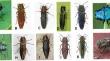 The Ecology, Economics, and Management of Agrilus Beetles