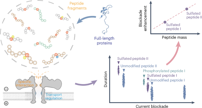 Direct mapping of tyrosine sulfation states in native peptides by nanopore