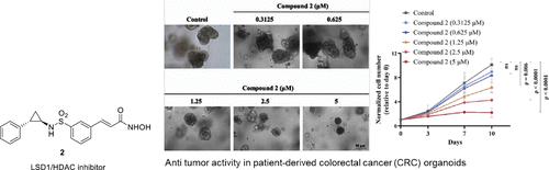 Syntheses of LSD1/HDAC Inhibitors with Demonstrated Efficacy against Colorectal Cancer: In Vitro and In Vivo Studies Including Patient-Derived Organoids