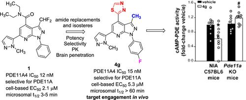 First Demonstration of In Vivo PDE11A4 Target Engagement for Potential Treatment of Age-Related Memory Disorders