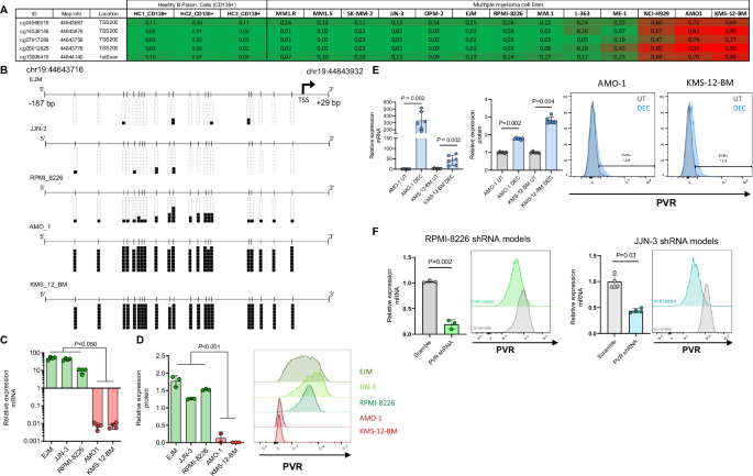 PVR (CD155) epigenetic status mediates immunotherapy response in multiple myeloma