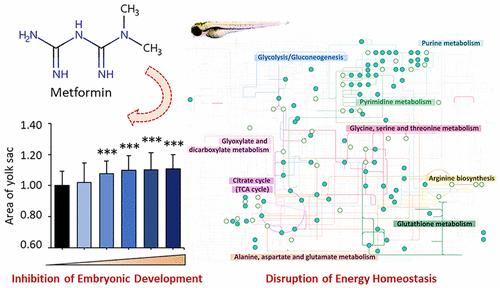 Transcriptome-Guided Characterization of the Environmental Toxicity of Metformin: Disruption of Energy Homeostasis and Inhibition of Embryonic Development of Zebrafish at Environmentally Relevant Concentrations