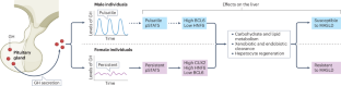 Liver-specific actions of GH and IGF1 that protect against MASLD