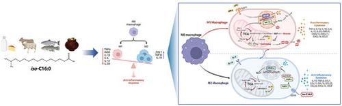 Monomethyl Branched-Chain Fatty Acids Suppress M1 Macrophage Polarization via FABP4/PPAR-γ Signaling Pathway