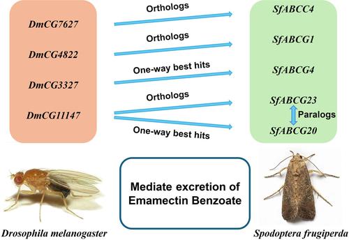 Characterization of ATP-binding cassette transporters associated with emamectin benzoate tolerance: from the model insect Drosophila melanogaster to the agricultural pest Spodoptera frugiperda