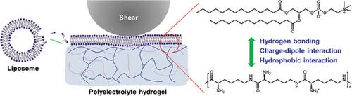 Innovating Lubrication with Polyelectrolyte Hydrogels: Sustained Performance Through Lipid Dynamics