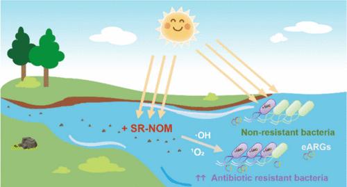 Natural Organic Matter Enhances Natural Transformation of Extracellular Antibiotic Resistance Genes in Sunlit Water