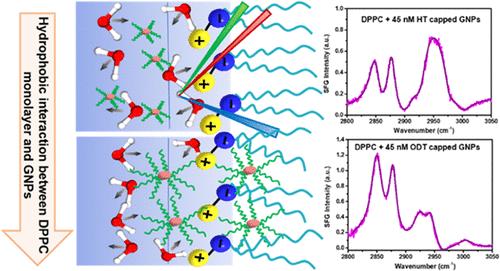 Probing the Influence of Hydrophobicity of Modified Gold Nanoparticles in Modulating the Lipid Surface Behavior Using Vibrational Sum Frequency Generation Spectroscopy