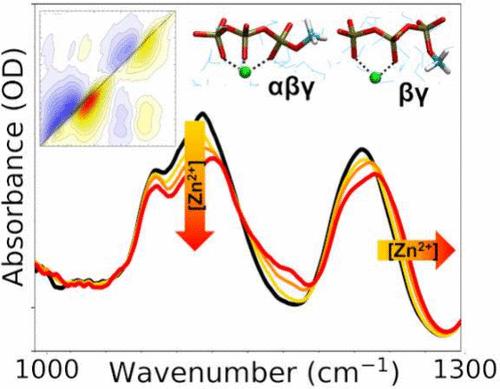 Structure and Dynamics of ATP and the ATP–Zn2+ Complex in Solution