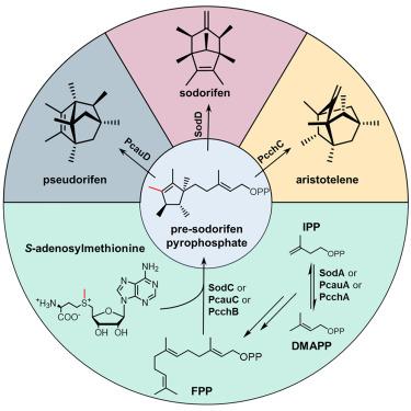 Discovery and biosynthesis of non-canonical C16-terpenoids from Pseudomonas