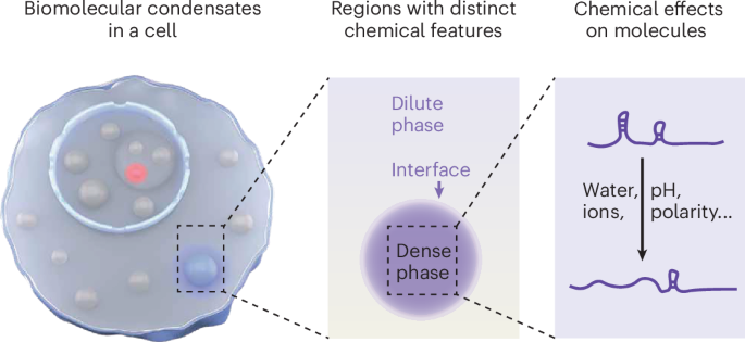 Unlocking the electrochemical functions of biomolecular condensates