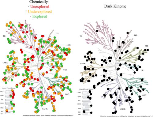 Assessing Darkness of the Human Kinome from a Medicinal Chemistry Perspective