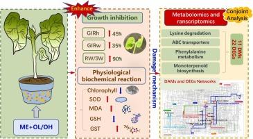 Toxicity Mechanism of Organosilicon Adjuvant in Combination with S-metolachlor on Vigna angularis