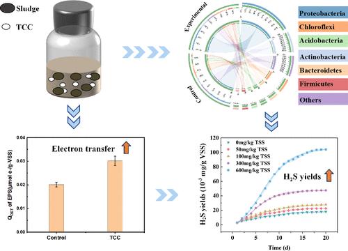 How Does Triclocarban Affect Sulfur Transformation in Anaerobic Systems?