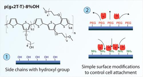 In Situ Functionalization of Polar Polythiophene-Based Organic Electrochemical Transistor to Interface In Vitro Models