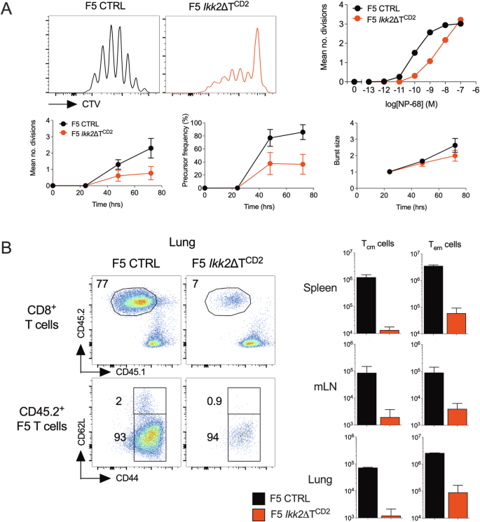 NF-κB regulated expression of A20 controls IKK dependent repression of RIPK1 induced cell death in activated T cells