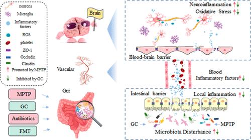 Orally Administered Ginkgolide C Alleviates MPTP-Induced Neurodegeneration by Suppressing Neuroinflammation and Oxidative Stress through Microbiota–Gut–Brain Axis in Mice