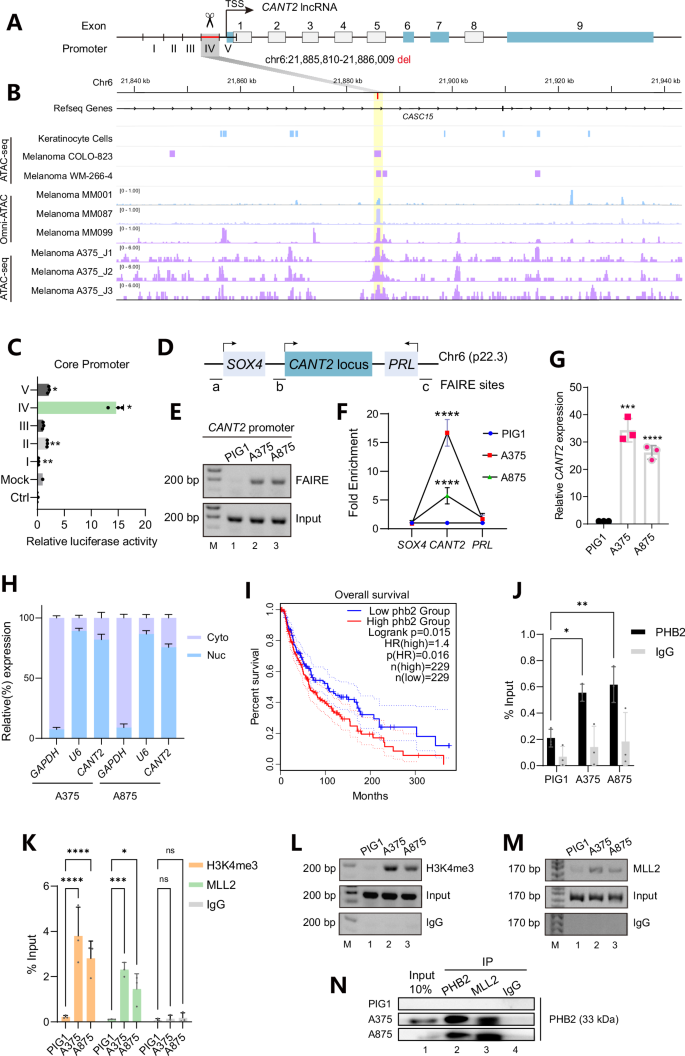 Prohibitin 2 orchestrates long noncoding RNA and gene transcription to accelerate tumorigenesis