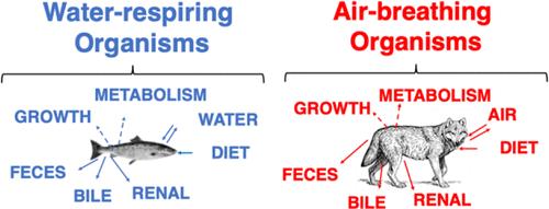 Development and Evaluation of Aquatic and Terrestrial Food Web Bioaccumulation Models for Per- and Polyfluoroalkyl Substances