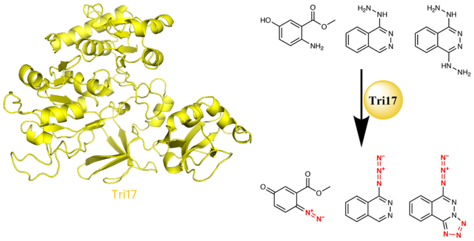 Enzymatic synthesis of azide by a promiscuous N-nitrosylase