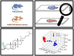 Alterations of the chemical profile of cholesterol in cancer tissue as traced with ToF-SIMS†