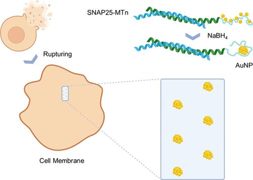 In Situ Synthesis and Visualization of Membrane SNAP25 Nano-Organization