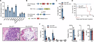 Essential role of Dhx16-mediated ribosome assembly in maintenance of hematopoietic stem cells