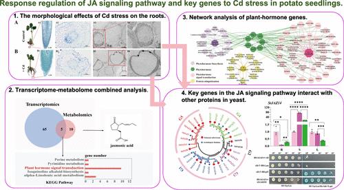 Multiomics Combined with Expression Pattern Analysis Reveals the Regulatory Response of Key Genes in Potato Jasmonic Acid Signaling Pathways to Cadmium Stress