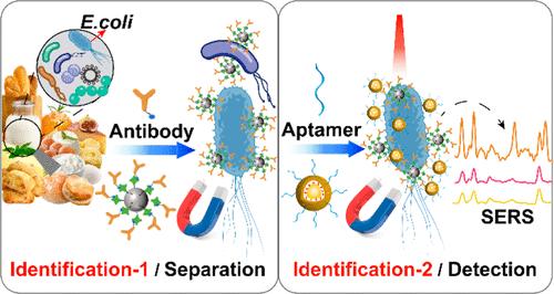 Ultrasensitive Analysis of Escherichia coli O157:H7 Based on Immunomagnetic Separation and Labeled Surface-Enhanced Raman Scattering with Minimized False Positive Identifications