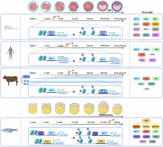 The role(s) of NF-Y in development and differentiation