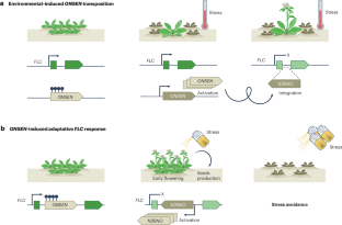 Transposable elements underlie genetic adaptation