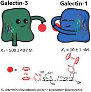 Ferrocene- and ruthenium arene-containing glycomimetics as selective inhibitors of human galectin-1 and -3