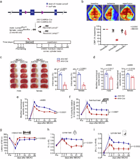 Neuronal LAMP2A-mediated reduction of adenylyl cyclases induces acute neurodegenerative responses and neuroinflammation after ischemic stroke