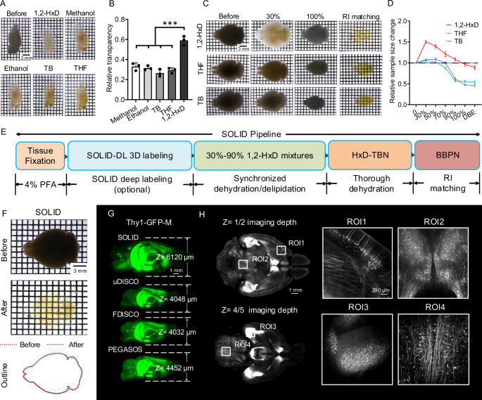 SOLID: minimizing tissue distortion for brain-wide profiling of diverse architectures