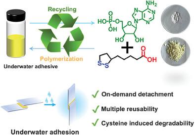 Nucleotide-Tackified Degradable and Closed-Loop Recyclable Underwater Adhesive