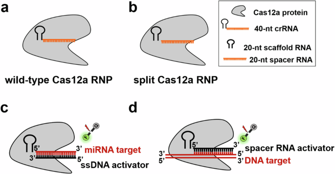 Split crRNA with CRISPR-Cas12a enabling highly sensitive and multiplexed detection of RNA and DNA