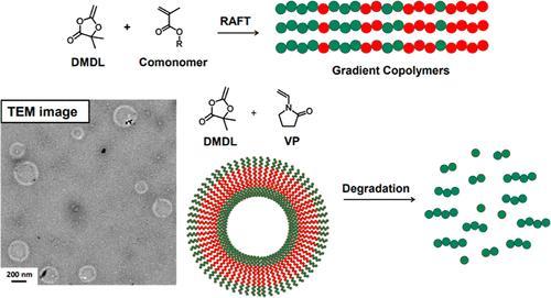 Synthesis of Degradable Homopolymer, Gradient and Block Copolymers, and Self-Assembly via RAFT Polymerization of 4,4-Dimethyl-2-methylene-1,3-dioxolan-5-one