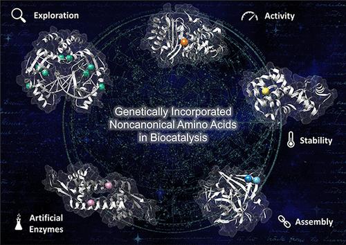 Noncanonical Amino Acids: Bringing New-to-Nature Functionalities to Biocatalysis