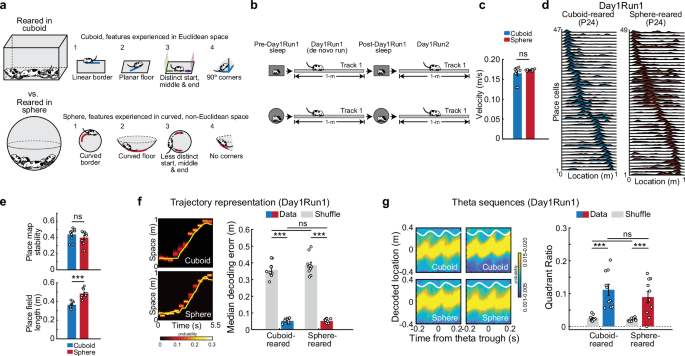 Experience of Euclidean geometry sculpts the development and dynamics of rodent hippocampal sequential cell assemblies