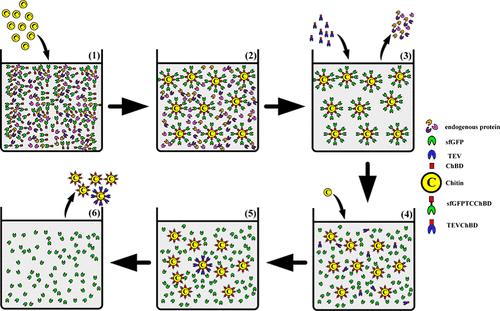 Development of a Chitin-Based Purification System Utilizing Chitin-Binding Domain and Tobacco Etch Virus Protease Cleavage for Efficient Recombinant Protein Recovery