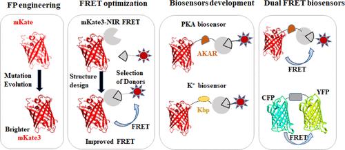 Development of mKate3/HaloTag7 (JFX650) and CFP/YFP Dual-Fluorescence (or Förster) Resonance Energy Transfer Pairs for Visualizing Dual-Molecular Activity