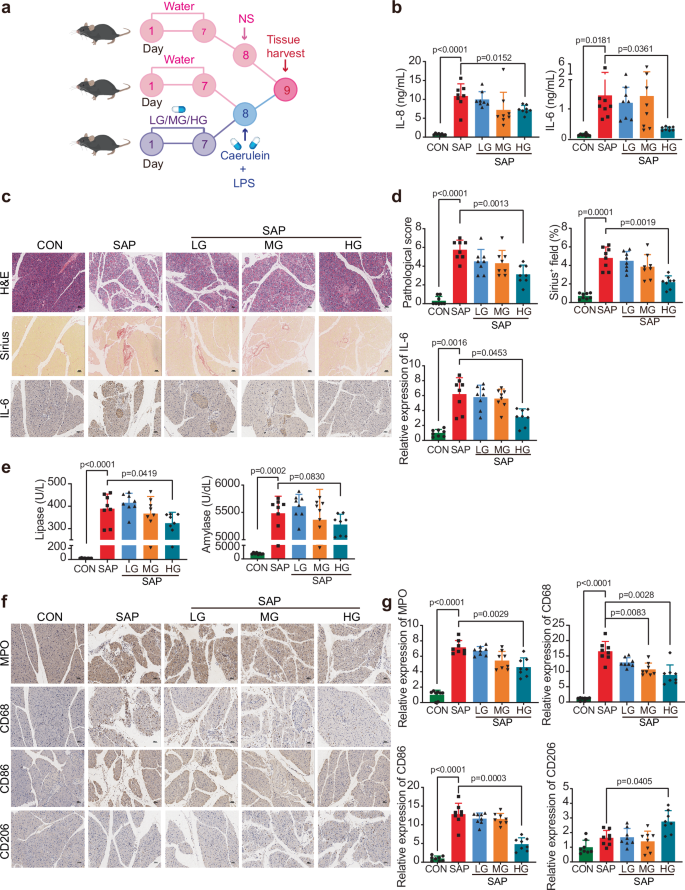 GV-971 prevents severe acute pancreatitis by remodeling the microbiota-metabolic-immune axis