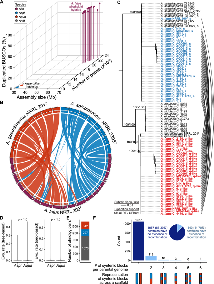 Evolutionary origin and population diversity of a cryptic hybrid pathogen