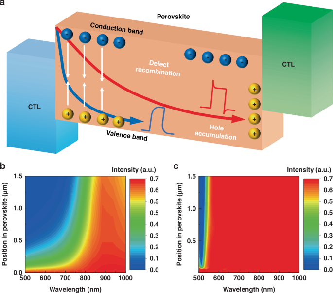 Carrier dynamic identification enables wavelength and intensity sensitivity in perovskite photodetectors