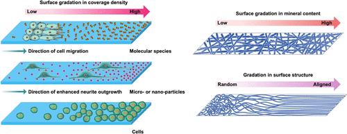 Rational Fabrication of Functionally-Graded Surfaces for Biological and Biomedical Applications