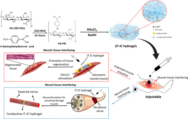 Bio-instructive hydrogel as an injectable tissue prosthesis for the repair and rehabilitation of impaired muscle.
