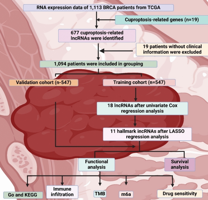 lncRNAs as prognostic markers and therapeutic targets in cuproptosis-mediated cancer.
