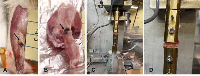 Influence of Porosities of 3D Printed Titanium Implants on the Tensile Properties in a Rat Tendon Repair Model.